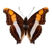 ADELPHA FESSONIA